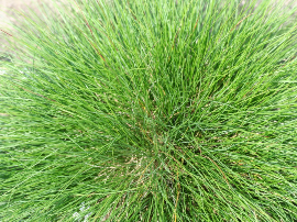 Festuca ovina var. glauca - Festuca azul