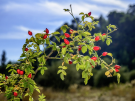 Rosa Mosqueta: El Secreto Natural para una Piel Radiante